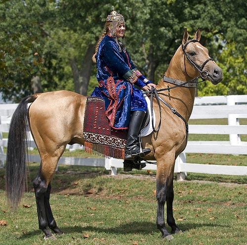 akhal-teke (theequinest