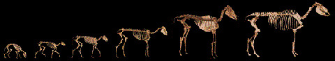 Эволюционный ряд лошади