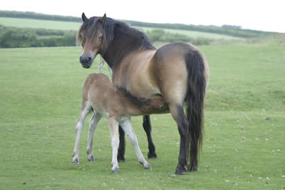 Exmoor Pony7