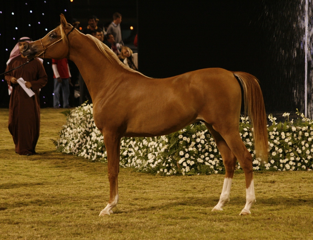 Arabian-Horse, Chestnut (fotocommunity