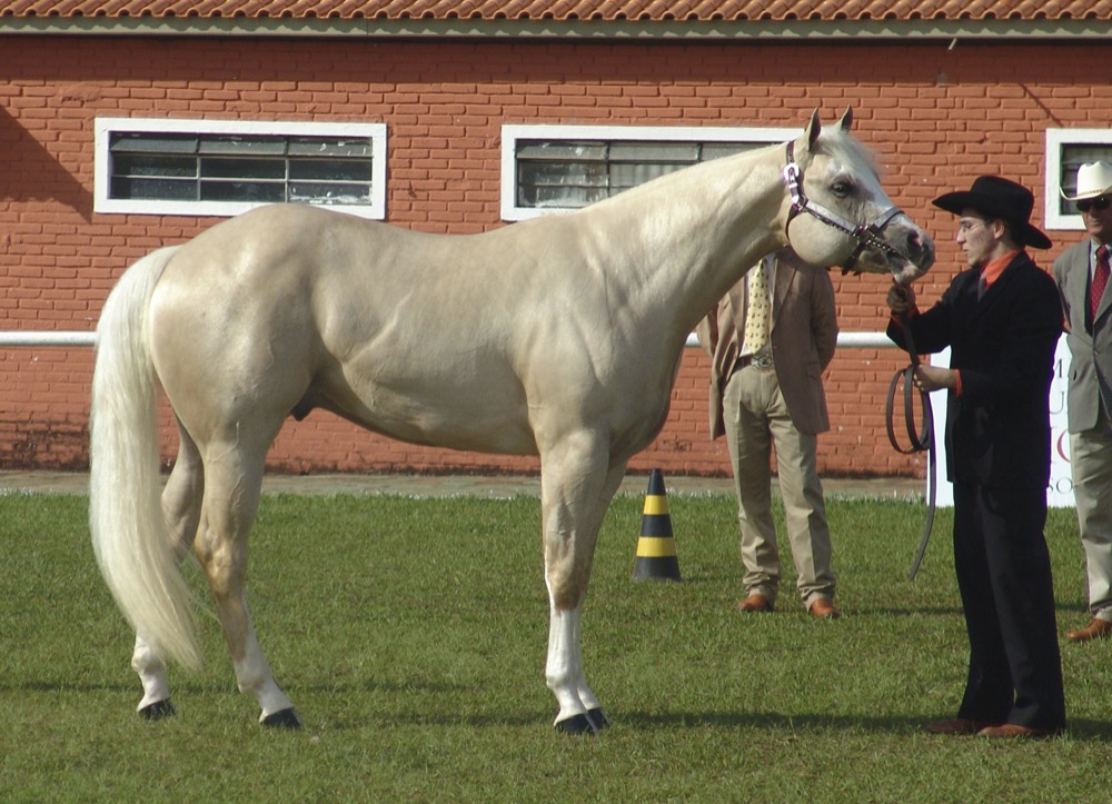 Quarter_Horse(REFON)