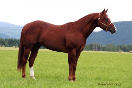 Atlarda Don ve Nişaneler