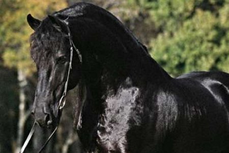 Atlarda Don ve Nişaneler