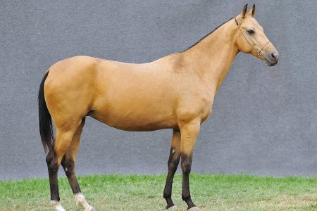 Atlarda Don ve Nişaneler