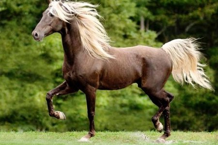 Atlarda Don ve Nişaneler