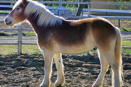 Atlarda Don ve Nişaneler