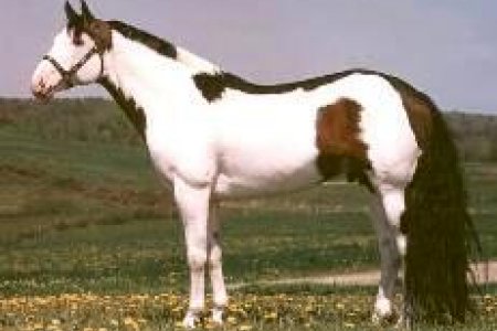 Atlarda Don ve Nişaneler