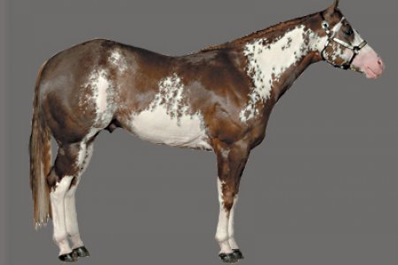 Atlarda Don ve Nişaneler