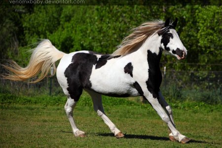 Atlarda Don ve Nişaneler