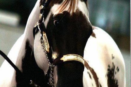 Atlarda Don ve Nişaneler