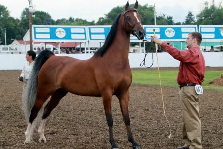 Atlarda Don ve Nişaneler