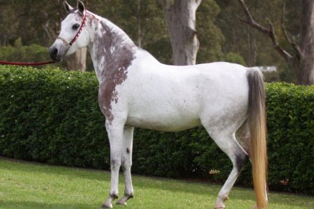 Atlarda Don ve Nişaneler