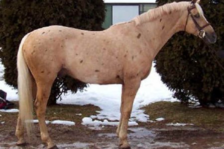 Atlarda Don ve Nişaneler