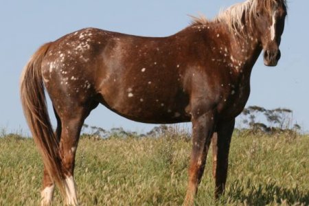 Atlarda Don ve Nişaneler