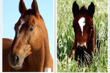 Atlarda Don ve Nişaneler