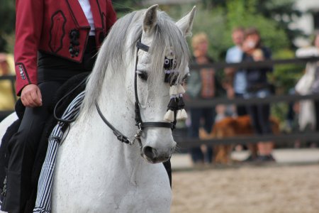 At Irkları