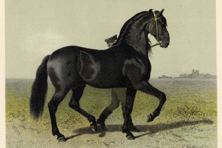 At Irkları