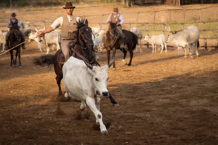 Dünyada Atçılık Uygulamaları