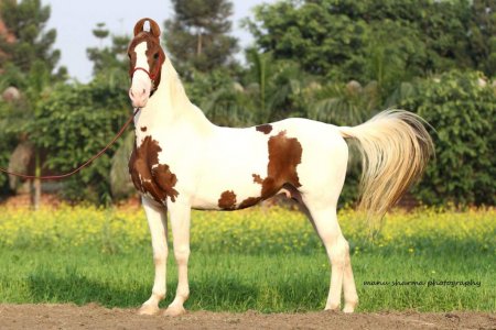 At Irkları