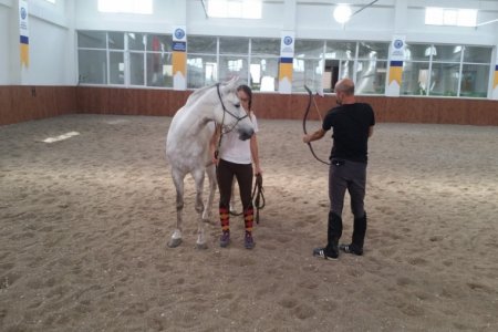 At Eğitimi
