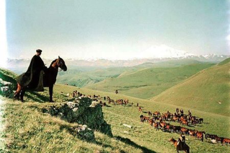 At Yetiştiriciliği