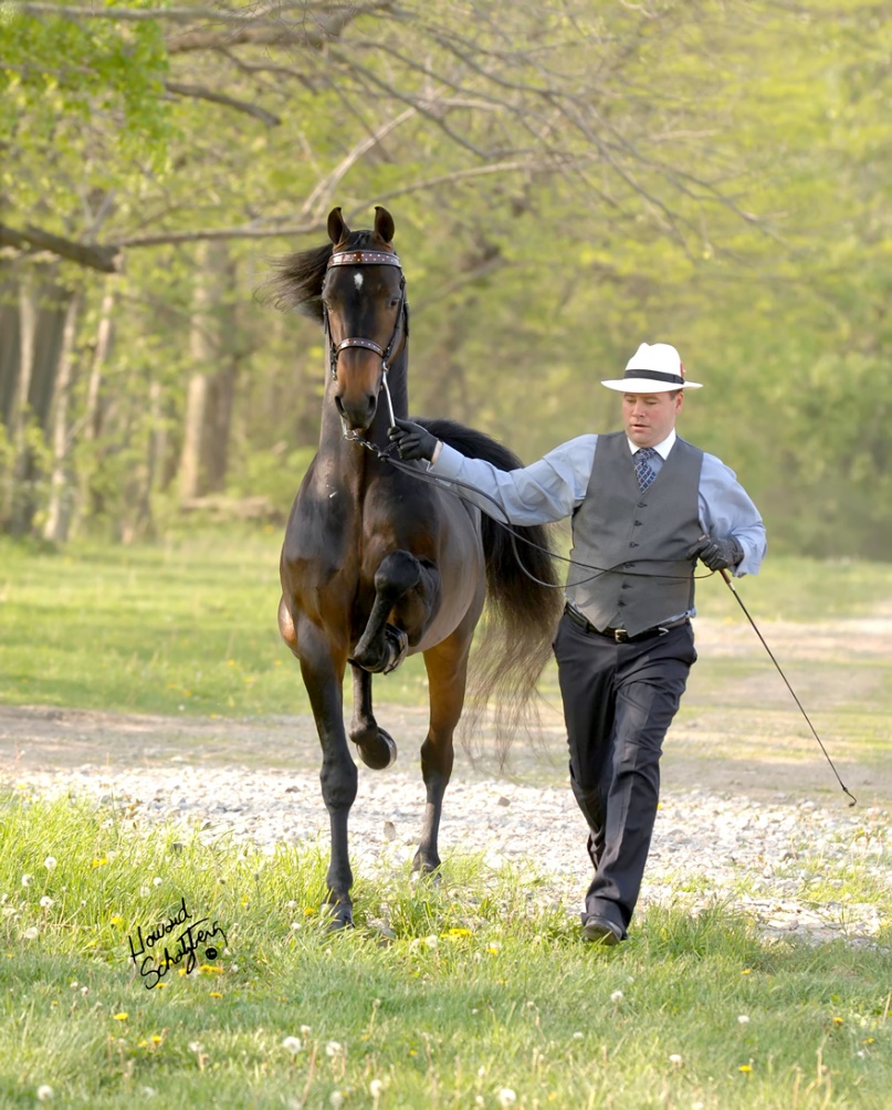 American Morgan Horse (morganhorse