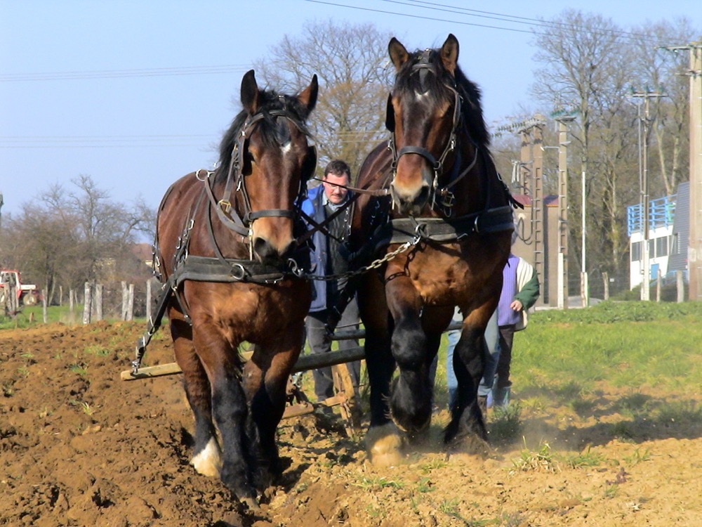 Arden (chevaux-champagne-ardenne