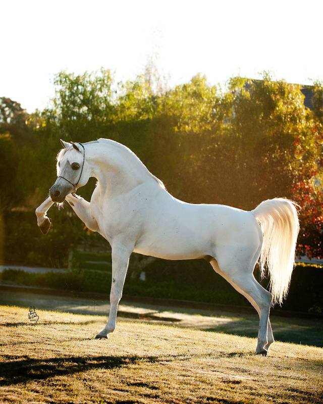 gray-white Arabian (pinterest