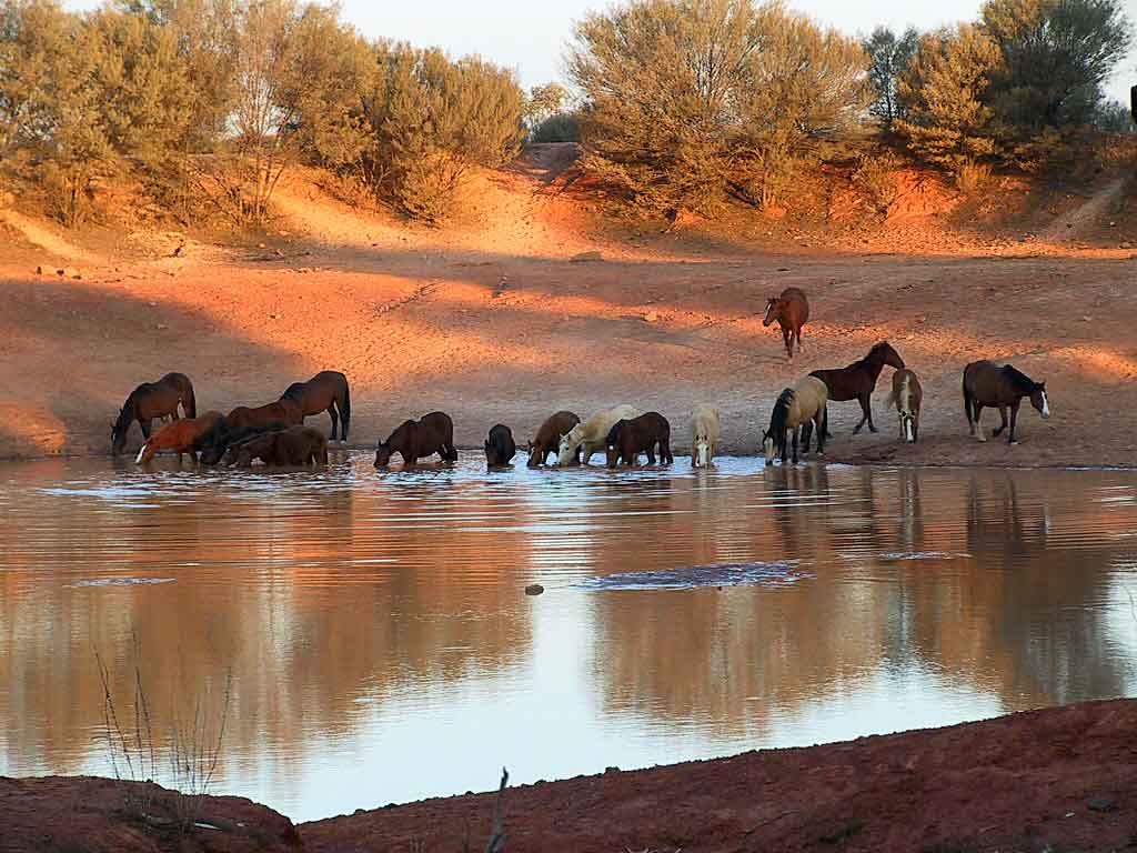 Brumby in Australia (ferrebeekeeper