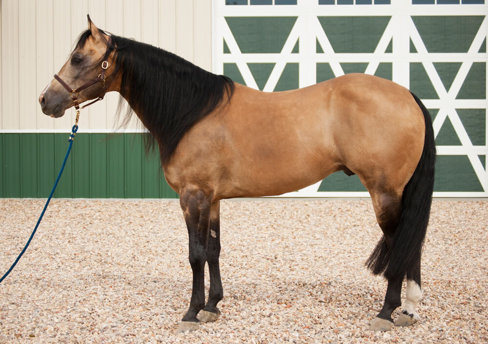 Quarter horse Dun wimpy (smedleyperformance