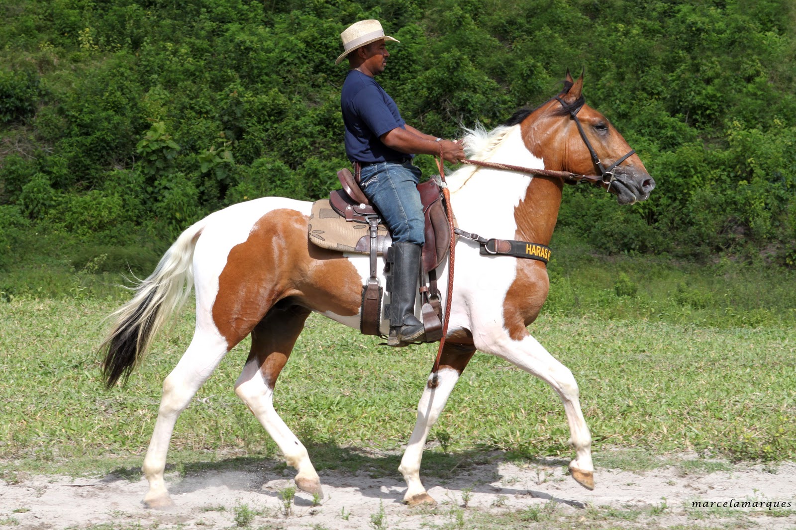 Campolina (haraspernambuco