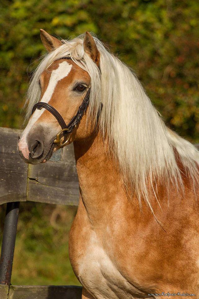 Haflinger (facebook