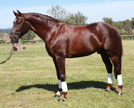 Australian Warmblood Horse (bellarapark