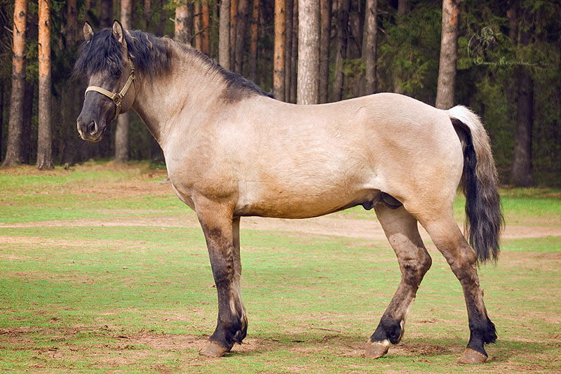 Vyatka Horse (kato-gintari