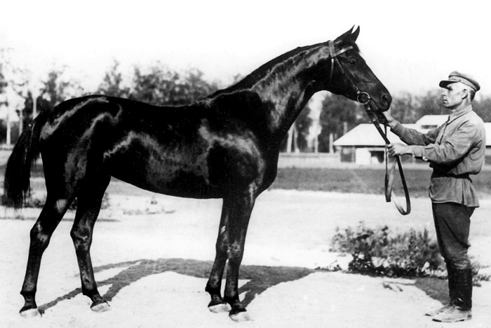 Biologia, 1934 (Obrazchik-Balalaika)(olimpia-horse