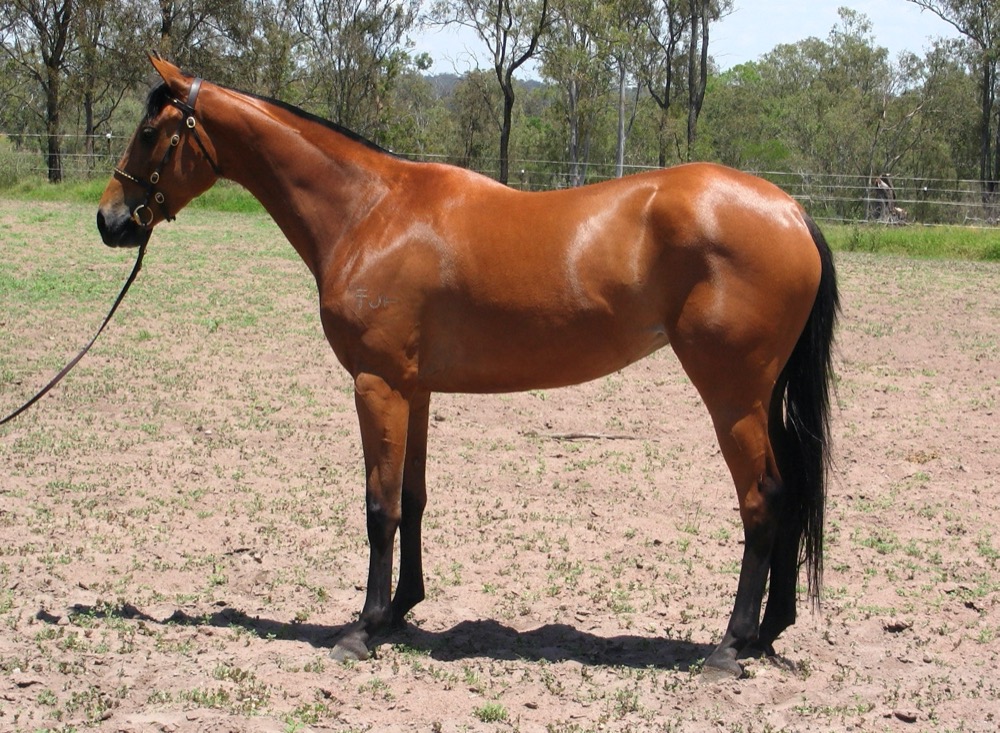Australian Stock Horse (besthorsestalls