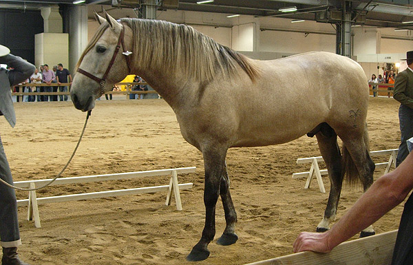 rose-grey- Horse Andalusian (theequinest