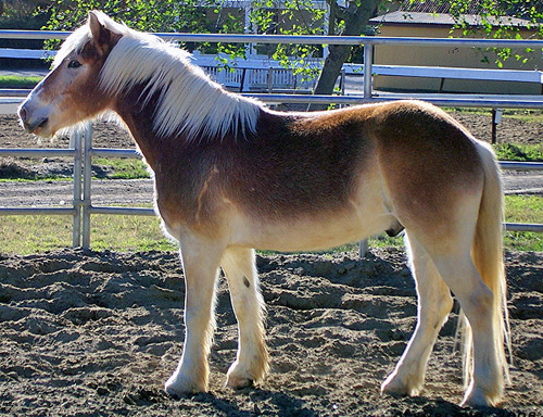 Pangare mealy-chestnut (equinespassion