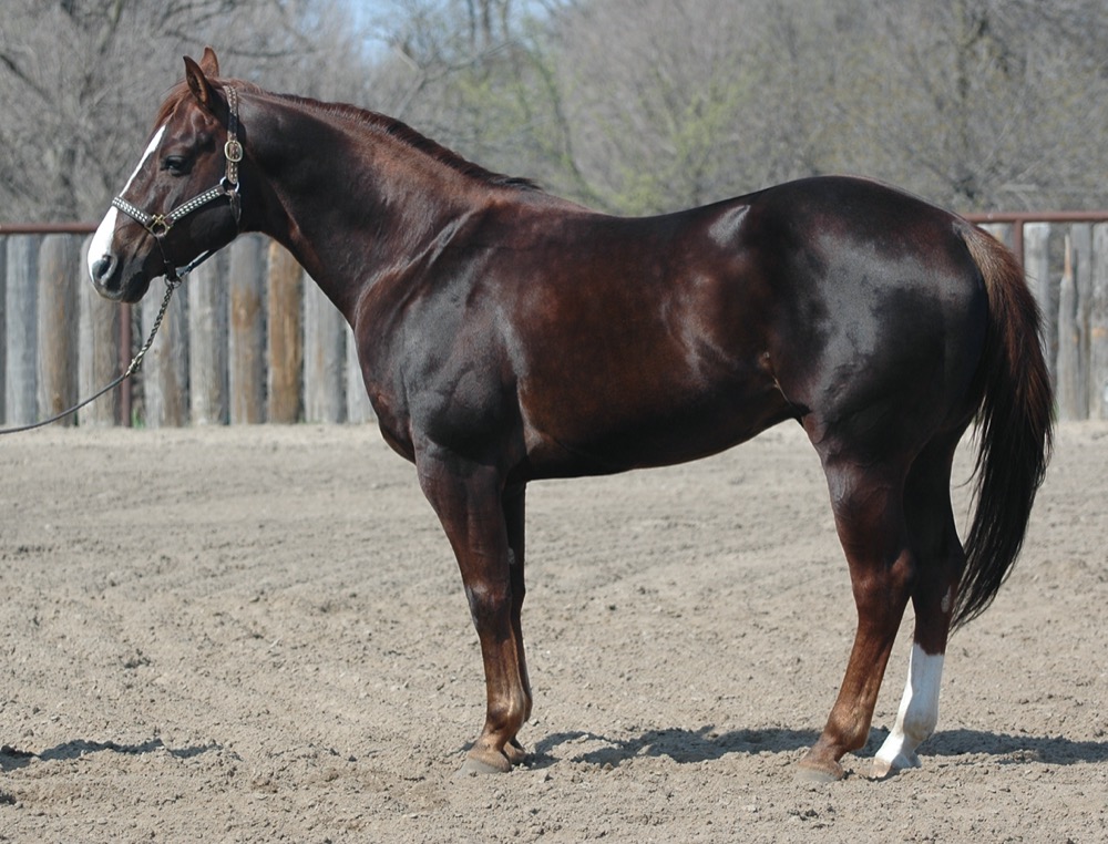 Quarter Horse (khongthe