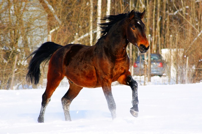 Latvian horse (wikimedia