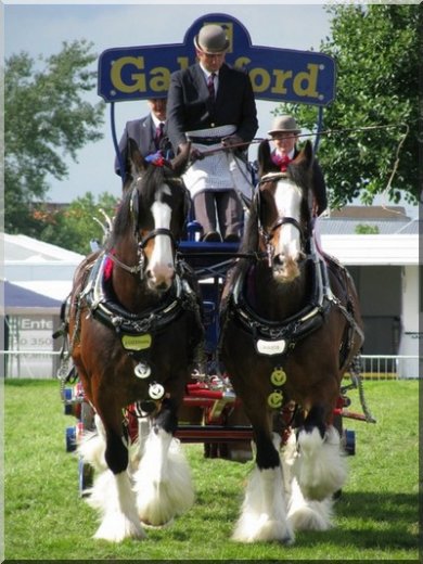 Shire Horses (horse-village