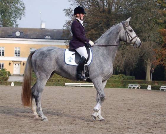 Swedish Warmblood (swb