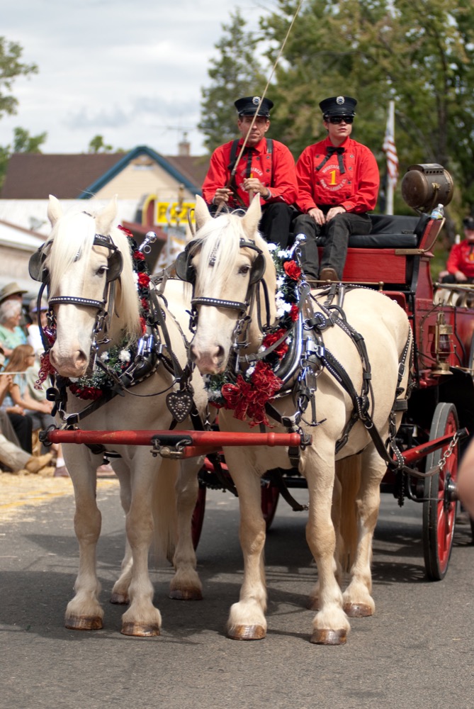 American Cream Draft Horse (flickr