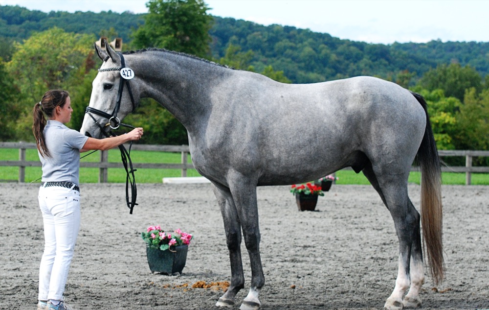 Gray Horse - Dutch Warmblood (useventing