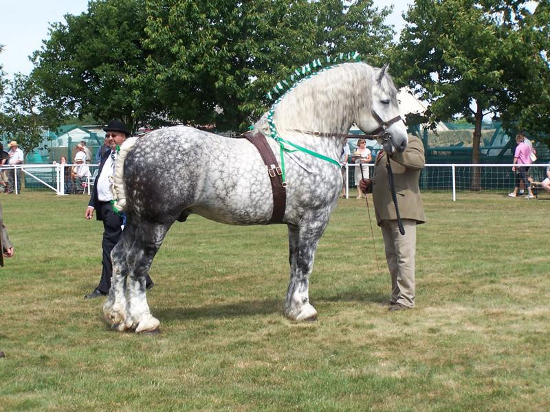 Percheron (horsegroomingsupplies