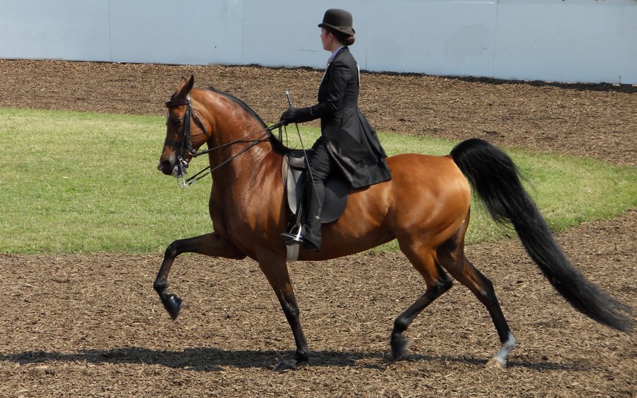 Morgan Horse (crowsnestphotography