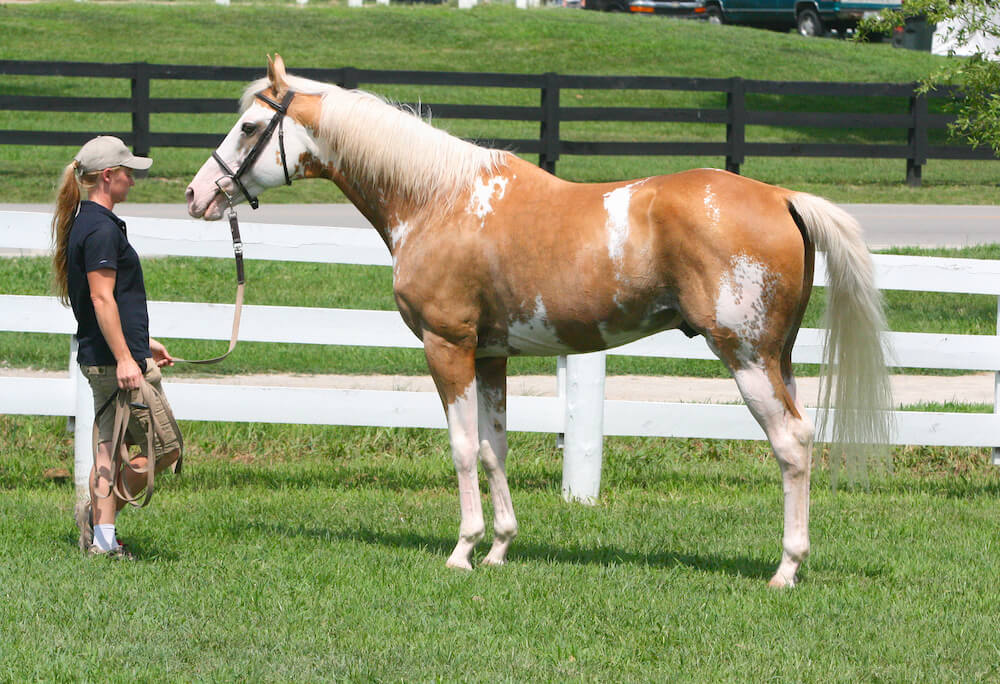 Throroughbred Palomino Sabino Stallion (flickr