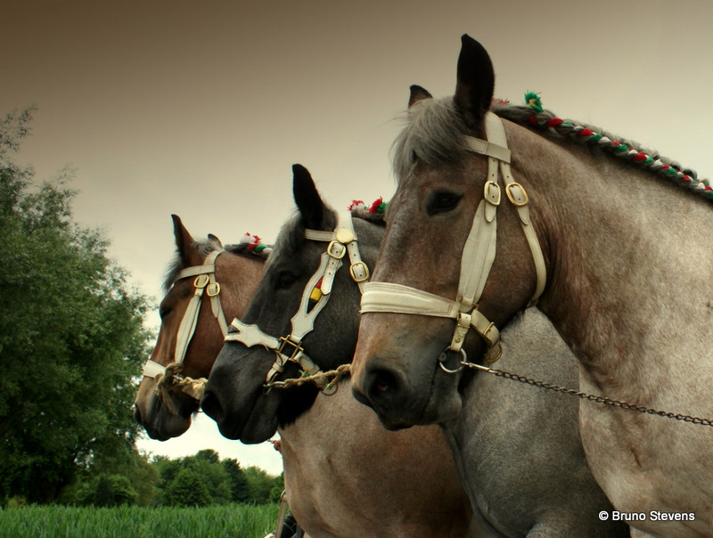 Brabant horses (flickr