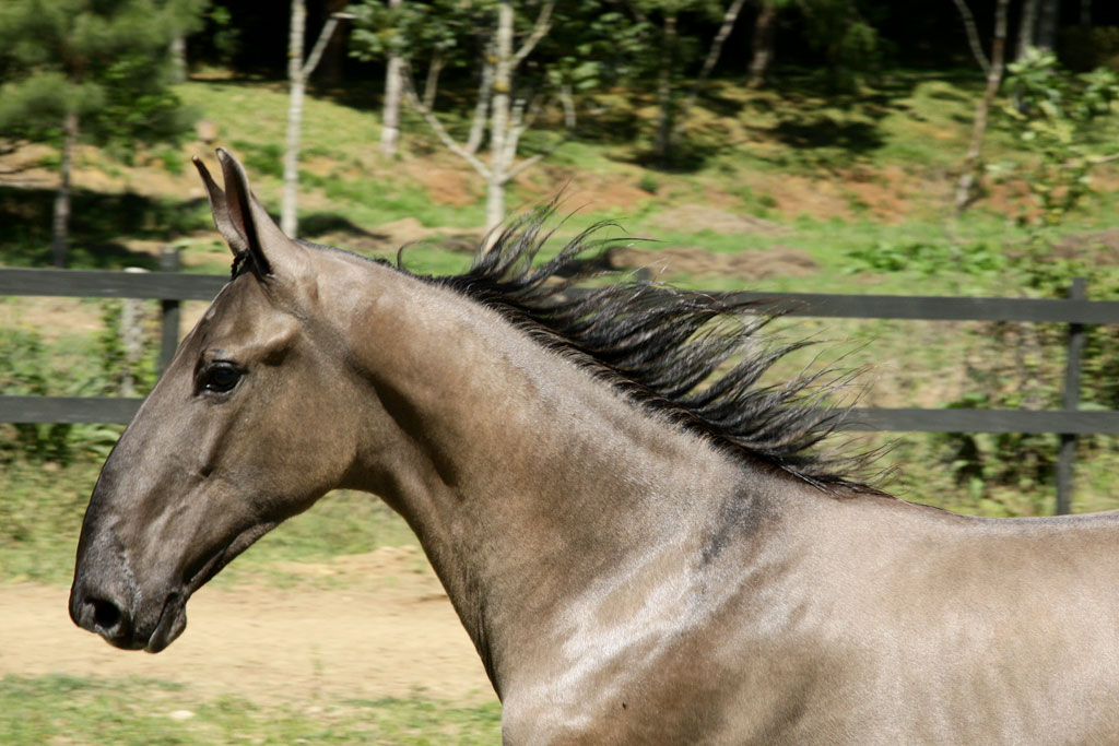 Campolina Horse (flickr