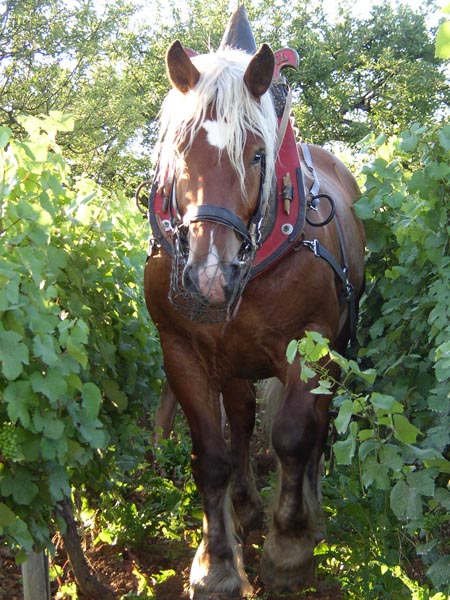 Comtois Horse (parcchevauxdumonde